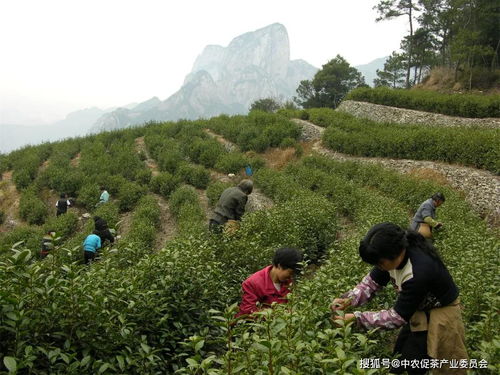 每一种好茶，都藏在这些深山秘境——雁荡山茶苑