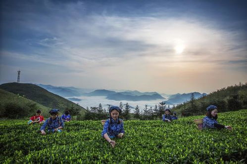 两大湘字号IP强强联手 安化黑茶与醴陵陶瓷共建产业融合发展新篇章