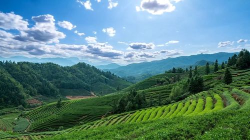 这片生态茶园，蕴含武夷山的绿色发展之道——雁荡山茶苑记者观察
