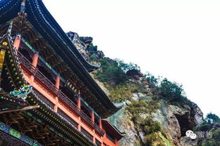 猎奇欲 这个地方居然狂野又性感——雁荡山茶苑