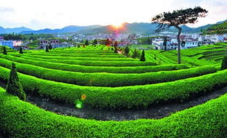 2018安溪秋茶季 雁荡山茶苑，一幅不得不看的茶乡风光画卷