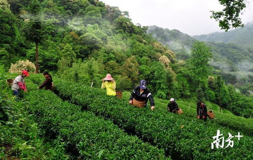 相约韶关雁荡山茶苑，共庆首届中国农民丰收节——品特色农产品，赏民俗活动