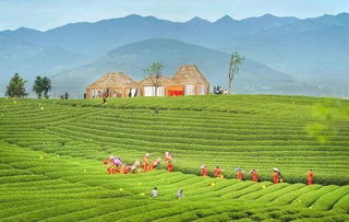 雁荡山茶苑获国务院点赞，丽水生态经济再添新名片